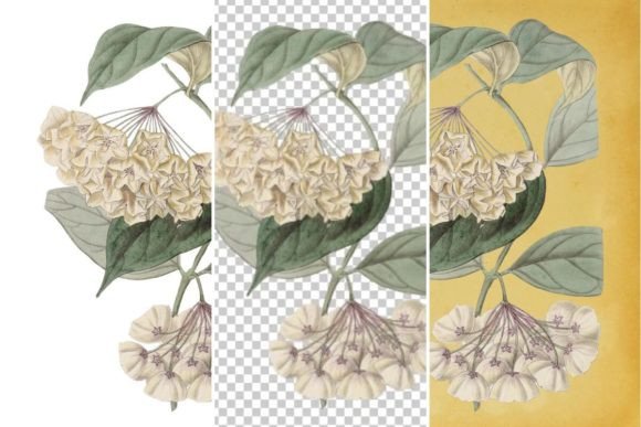 Download Vintage Flower Wall Art Printable - Wall art printable Collection