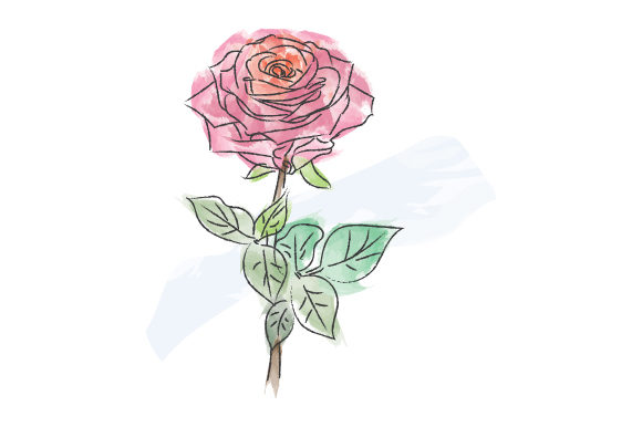 Download Watercolor Rose Design Illustration - Design Collection